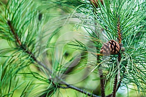 Pine with bokeh background