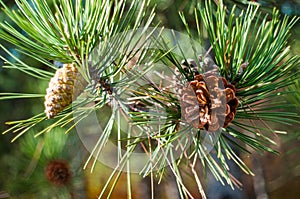 Pine with bokeh background