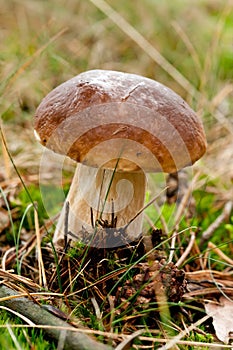 Pine bolete photo