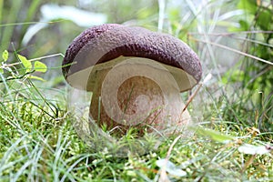 Pine bolete mushroom close-up