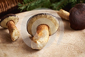 Pine boletes on a table - wild edible mushrooms
