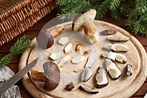 Pine boletes on a wooden cutting board - wild edible mushrooms