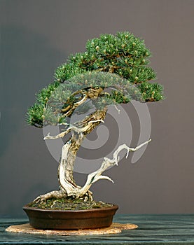 Pine bonsai