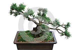 Pine Bonsai