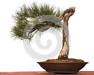 Pine Bonsai
