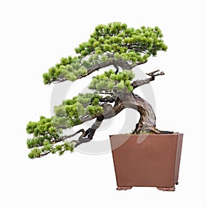Pine bonsai
