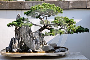 Pine Bonsai