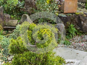 Pine bonsai Pinaceae tree in a gravel garden photo