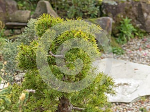Pine bonsai tree in a gravel garden Pinaceae photo