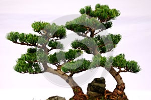 Pine Bonsai Tree