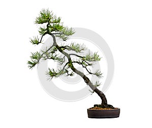 Pine Bonsai Tree photo
