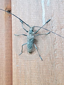 Pine borer insect on the side of a wooden structure