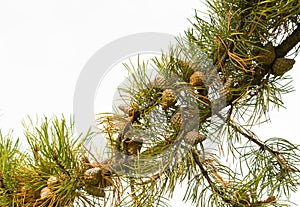 Pine Bough