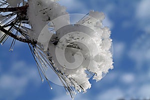 Pine Bough Covered in Snow Against a Blue Sky