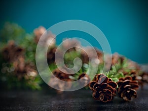 Pine bough with pine cones on black wood