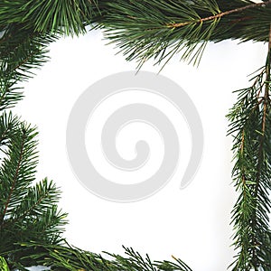 Pine boughs for holiday background