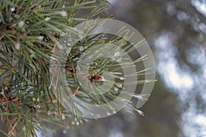 Pine brach with frosted water drops