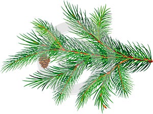 Pine branch