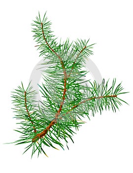 Pine branch