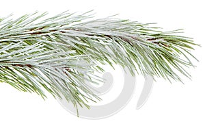 Pine branch