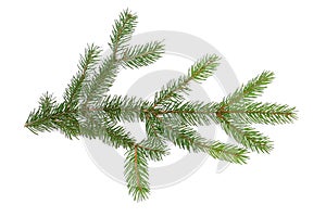 Pine Branch