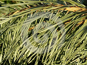 Pine branch background