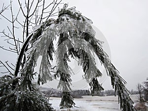 A pine branch bent under the weight of ice