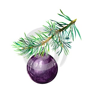 Pine branch with black Christmas bauble ball. Watercolor