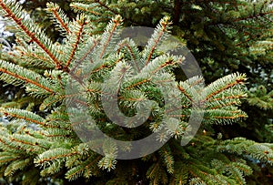 Pine branch. Christmas tree. Fir tree branch
