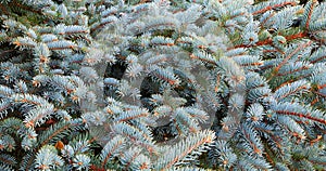 Pine branch. Christmas tree. Fir tree branch