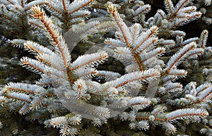 Pine branch. Christmas tree. Fir tree branch