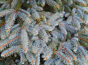 Pine branch. Christmas tree. Fir tree branch