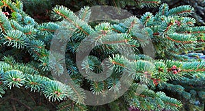 Pine branch. Christmas tree. Fir tree branch