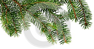 Pine branch. Christmas tree. Fir tree branch