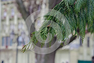 Pine branch. Christmas tree. Needles. Pine cones on the tree.