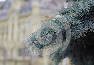 Pine branch. Christmas tree. Needles. Pine cones on the tree.