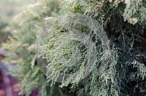 Pine branch. Christmas tree. Spruce. Needles. Pine cones.