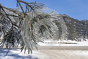 Pine branch. Close-up. The long green needles are covered with hoarfrost.