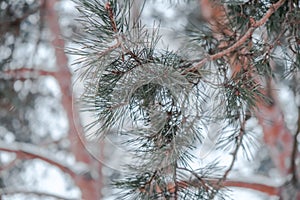 Pine branch close up with needles in winter bokeh. Christmas trees in the park. pine cones and white snowflakes.