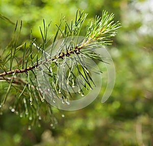 Pine branch close up with raindrops on blurred background