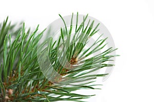 Pine branch closeup