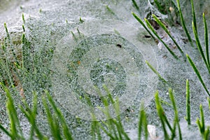 Pine Branch and Cobweb