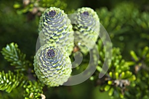 Pine branch with cone