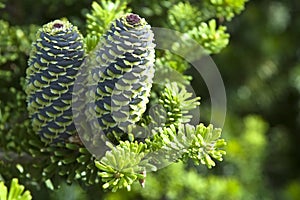 Pine branch with cone