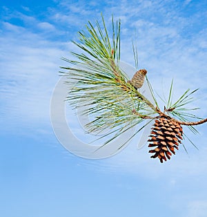 Pine branch with cone