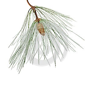 Pine branch with cone