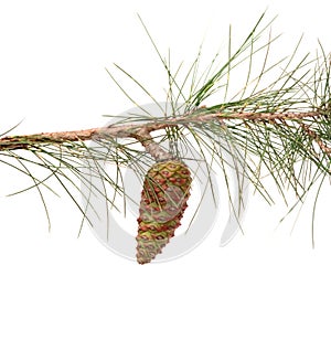 Pine branch with cone
