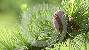 Pine branch with cone background