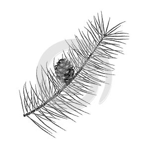 A Pine Branch With A Cone. Black And White Vector Illustration