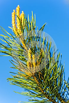 Pine branch with cone embryo